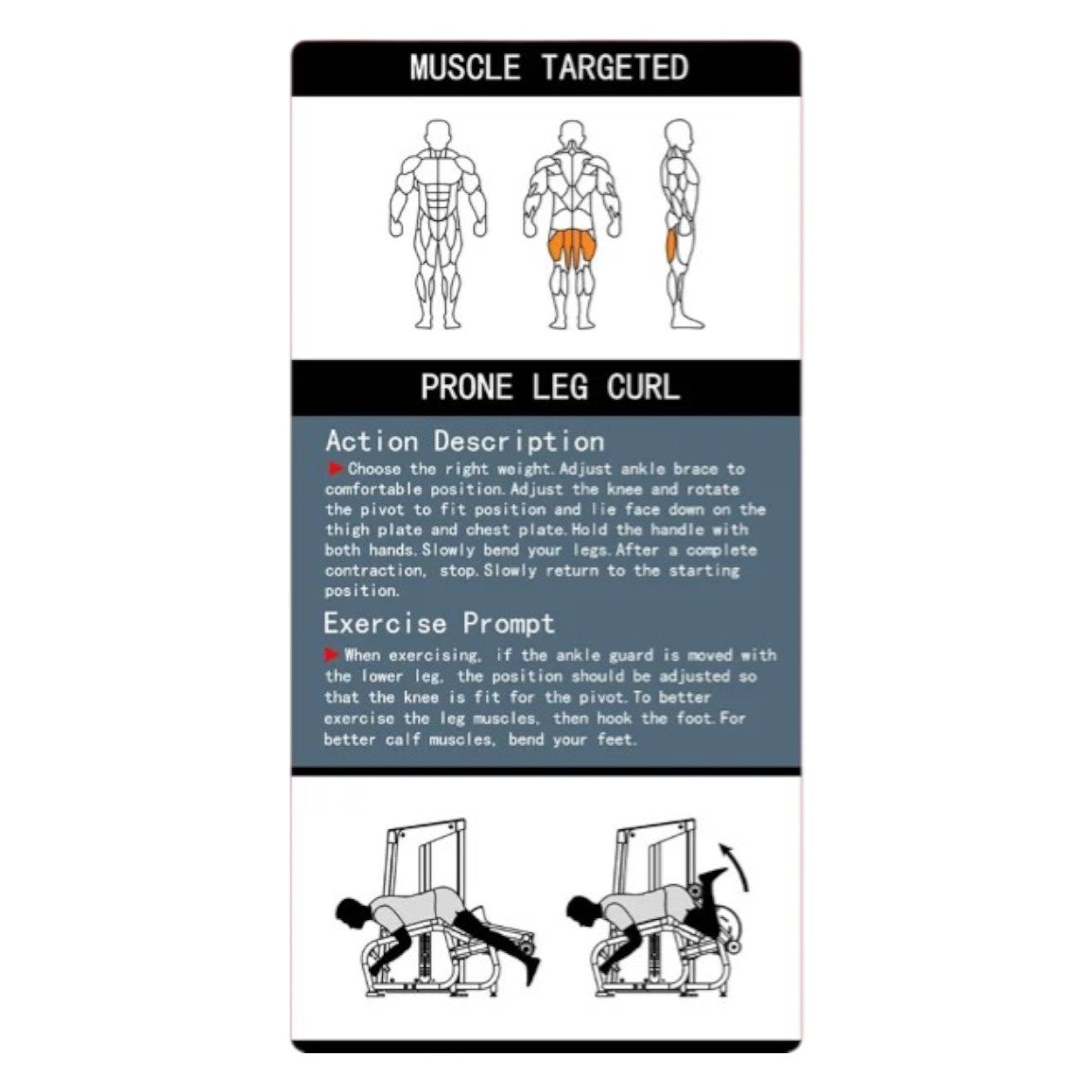 Prone Leg Curl